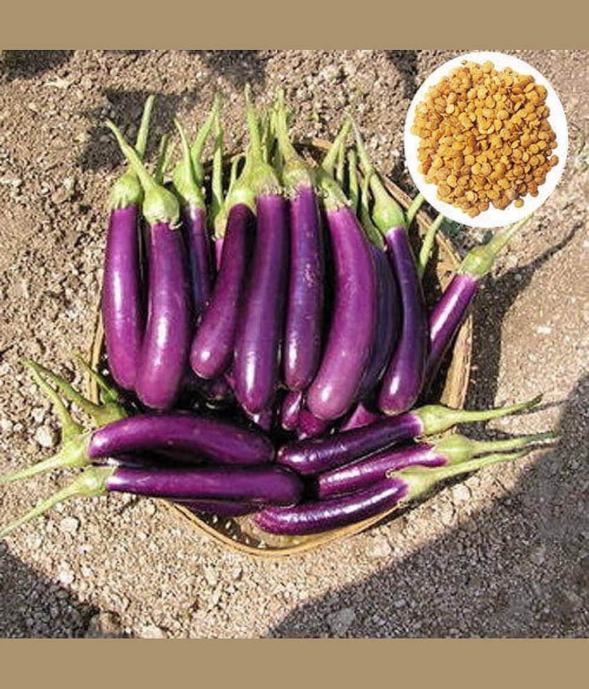 Brinjal purple long baingan 100 seeds high germination seeds with instruction manual