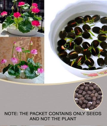 Lotus Flower Seeds - 20 seed - Pink & White Colors