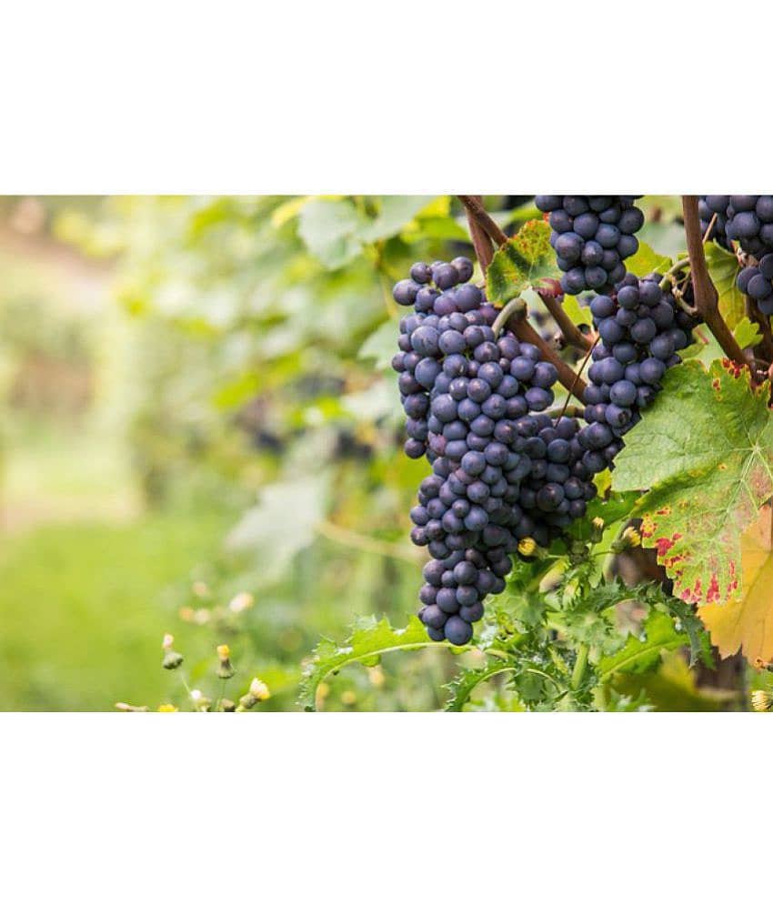 OhhSome Seeds Of Fruits Black Grape Seeds Fruit Plant Seeds For Home Garden Kitchen Garden Fruit Seeds Pack