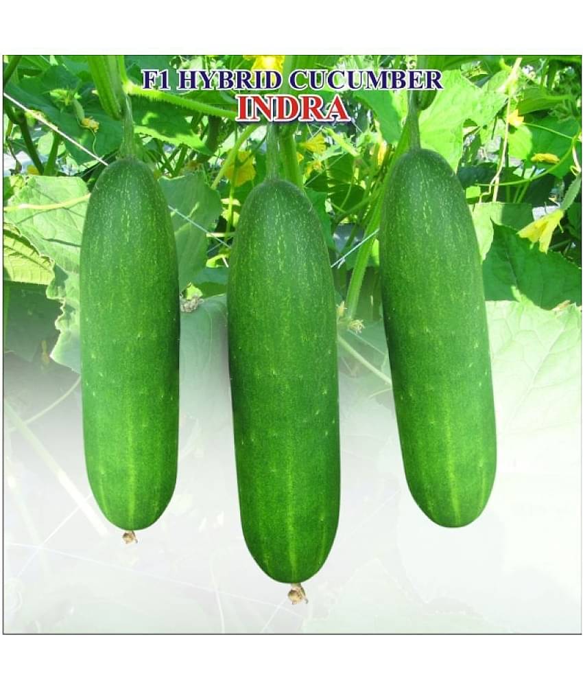 Iris F1 Hybrid Cucumber Indra (40 Seeds)