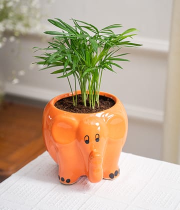 Chamaedorea Elegans in Elephant Ceramic Pot
