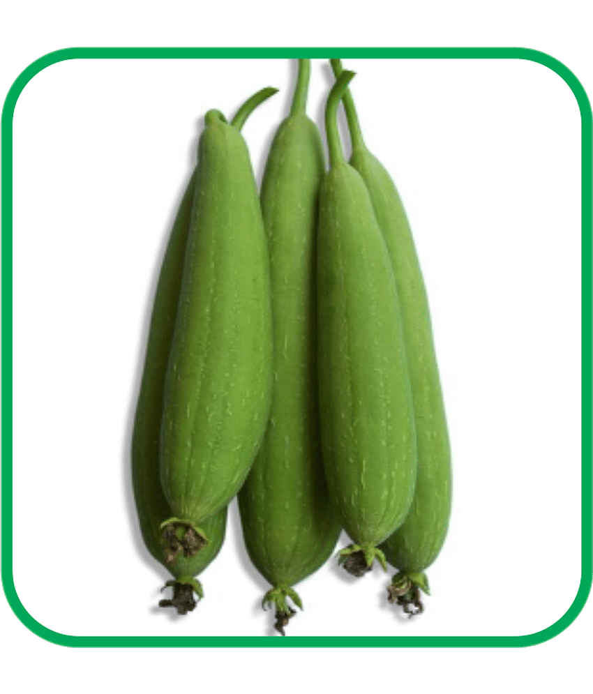 Aero Seeds Sponge Gourd Pack of 30 Seeds