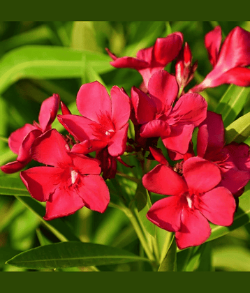 Red Kaner 10 Premium Seeds