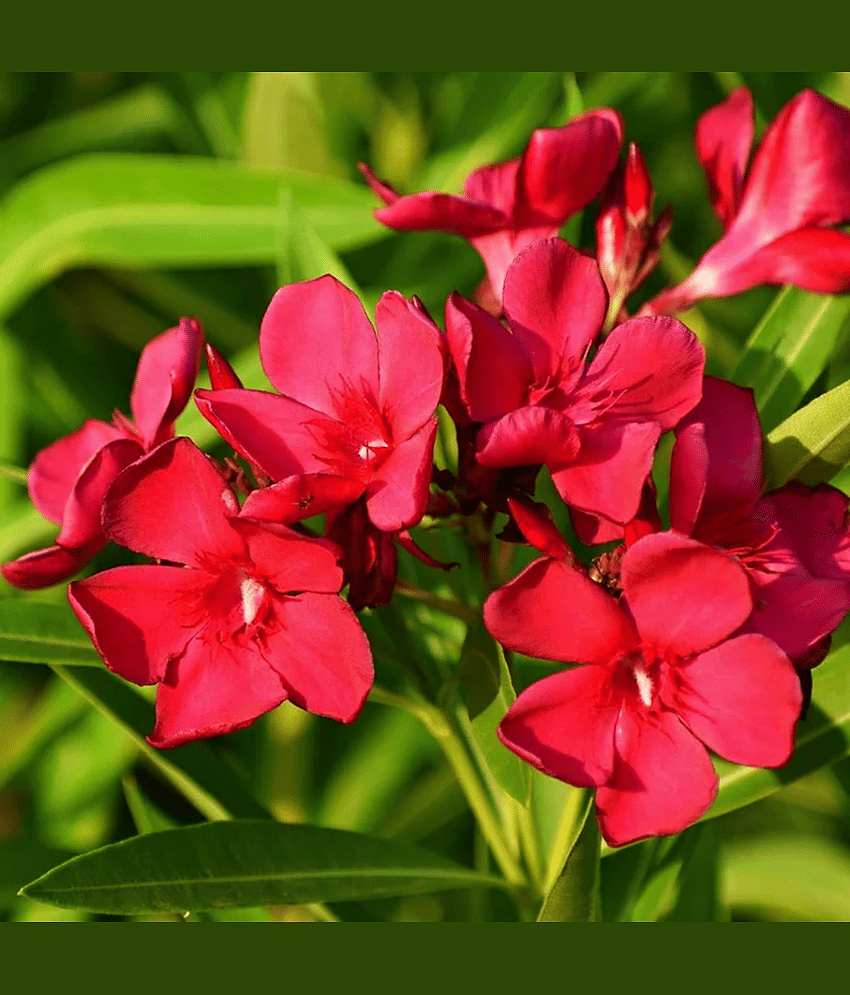 Red Kaner 10 Premium Seeds