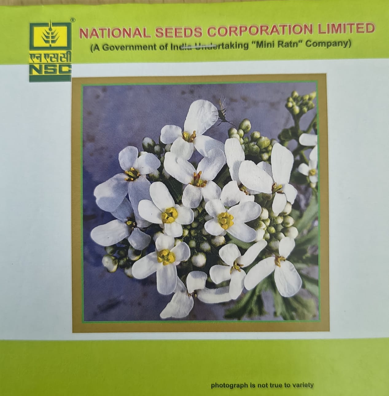 NSC Candytuft Flower Seed -1 gram