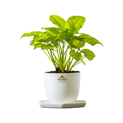 Birthright || Philodendron || Plant Birthright || Philodendron || Plant