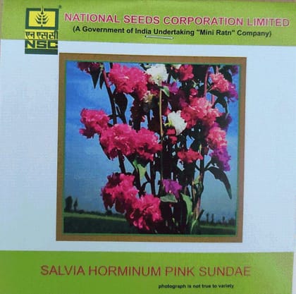NSC Salvia Horminum Pink Sundae Flower Seed