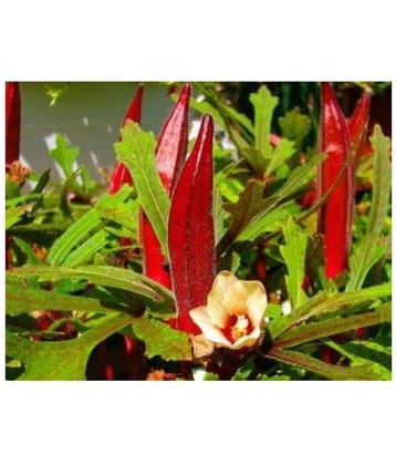 Red Okra Bhindi Hybrid (Lady's Finger) pack of 30 seeds