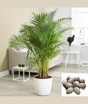 sky star agro & co. - Areca palm Plant ( 5 Seeds )