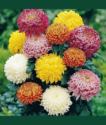 homeagro - Indian Chrysanthemum Mixed Flower ( 50 Seeds )