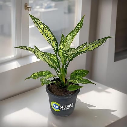 Sushila Agrofert's Aglaonema Snow White Ornamental Live Plant Easy To Grow In Low Light Indoor Conditions pack Of 2