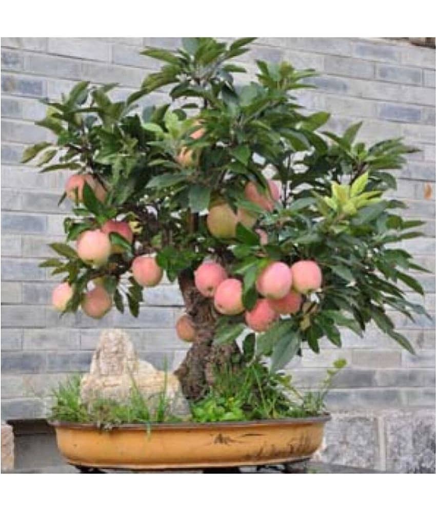 OhhSome Bonsai Suitable Fruit Seeds : Apple Fruit Tree Seeds For Home Garden Fruits Bonsai Suitable Fruit Seeds Pack