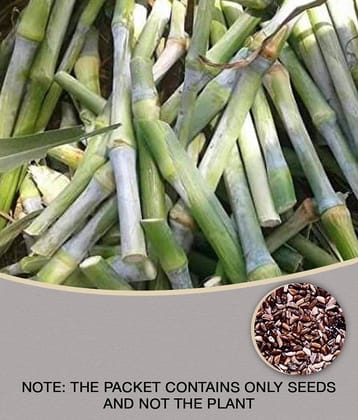 SUPER NAPIER Grass seed - 500 seeds/Pack, FOR OUTDOOR GARDENING USE FOR ANIAMAL FOOD Instruction Manual Inside Package