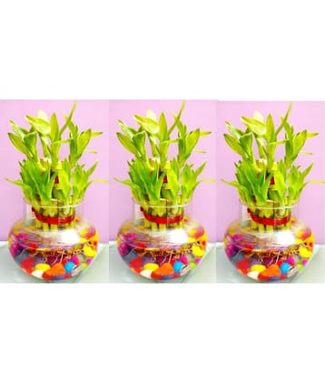Green plant indoor - Green Wild Artificial Flowers With Pot ( Pack of 3 )