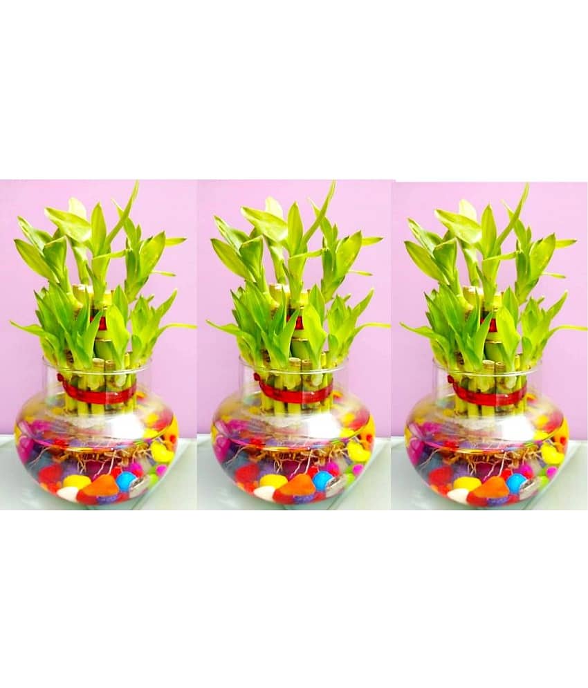 Green plant indoor - Green Wild Artificial Flowers With Pot ( Pack of 3 )
