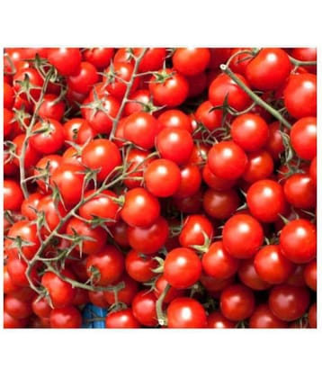 Cherry Tomato Quality Seeds - Pack of 50 Hybrid Seeds