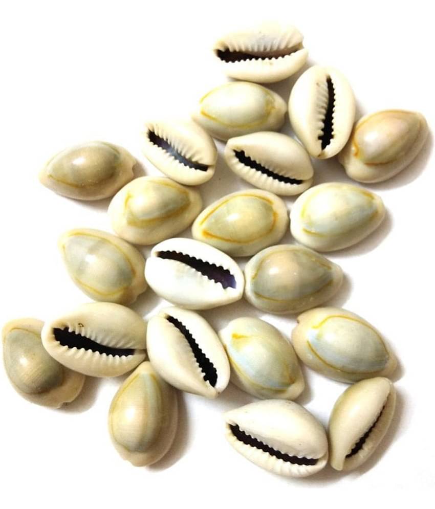 DS1 - Coral Pooja Shell 2 cm ( Pack of 1 )