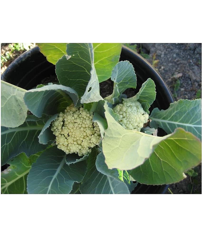 Organic Desi Cauliflower Super Snowball Seeds - (20 Seeds) with cocopeato