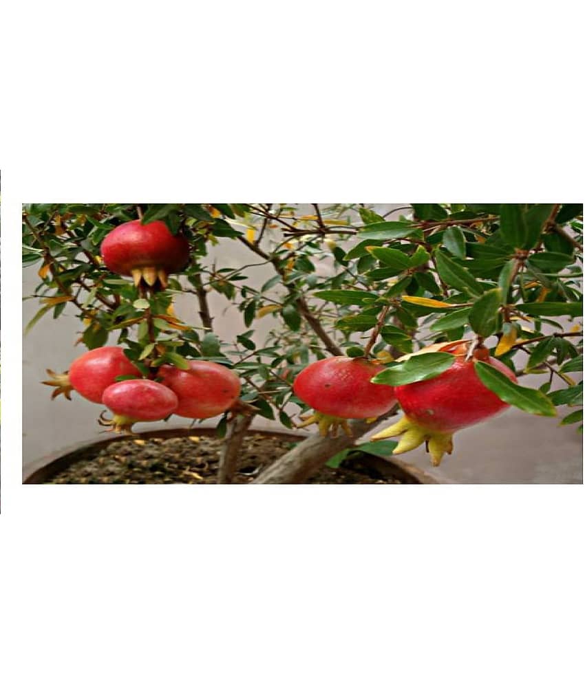 DWARF POMEGREANATE ANAR SEEDS 50 SEEDS WITH MANUAL