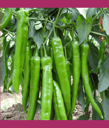 Jignisha Seeds Organic Green Chilli Vegetable ( 50 Seeds )