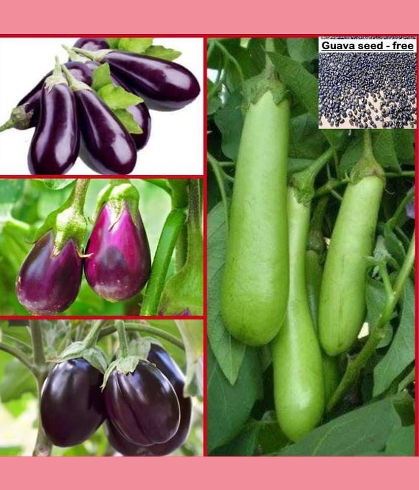 Home garden Brinjal (Bengan) mix Quality Seeds - Pack of 100 seeds + free seeds