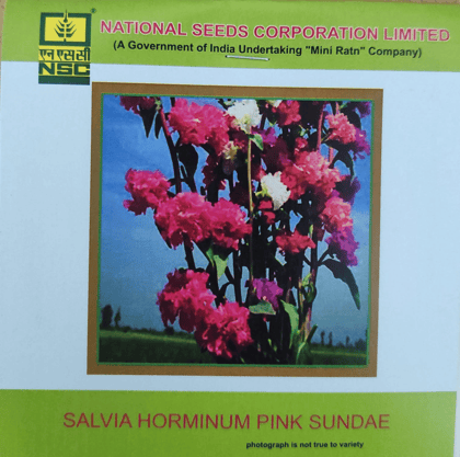 NSC Salvia Horminum Pink Sundae Flower Seed