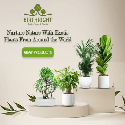 Birthright || Kokedama Elm || Plant Birthright || Kokedama Elm || Plant