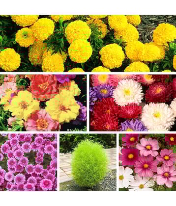 Flower Seeds, Multicolour, Standard, Pack of 60 seed