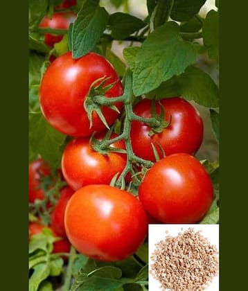 homeagro - Tomato Vegetable ( 50 Seeds )