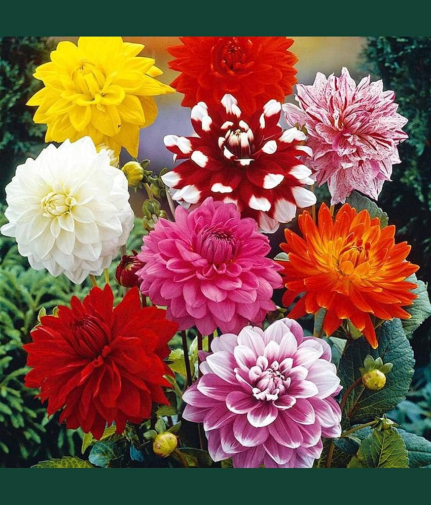 Jignisha Seeds Dahlia Flower ( 20 Seeds )