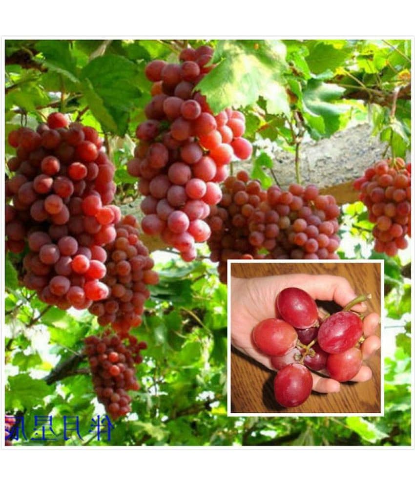 Creative Farmer Seeds For Container Garden Green Grape Fruit Vine Vitis Vinifera Seeds Fruit Plant Seeds For Outdoor Kitchen Garden Bonsai Suitable Fruit Seeds Pack