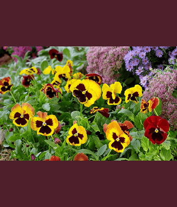 CLASSIC GREEN EARTH - Pansy Flower ( 70 Seeds )
