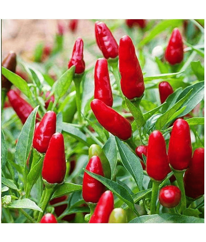 Vedhahi Red chilli Vegetable ( 20 Seeds )