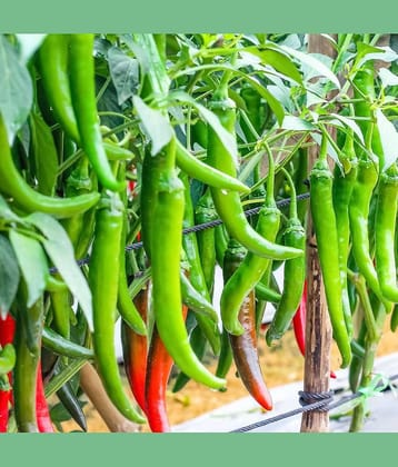 Jignisha Seeds Hybrid Mirchi Vegetable ( 50 Seeds )