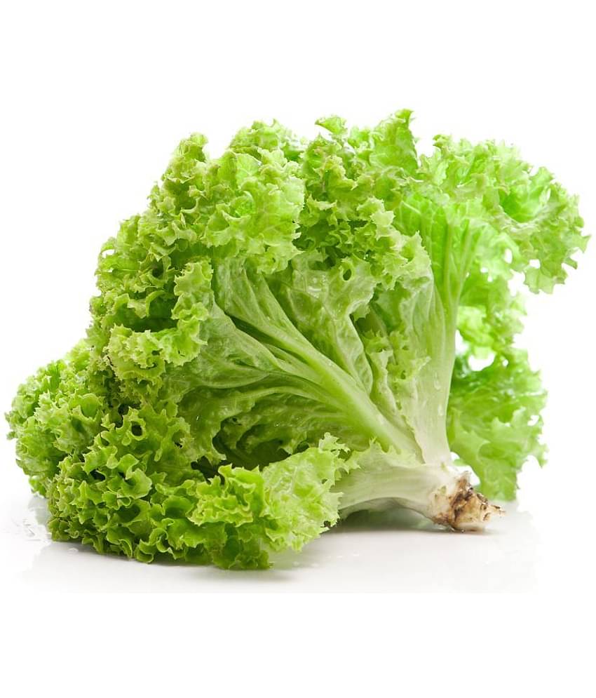 Vegetable Seeds Lettuce Seeds For Gardening Seeds - Lettuce Green ​Seeds Seeds Organic Home Garden Seeds