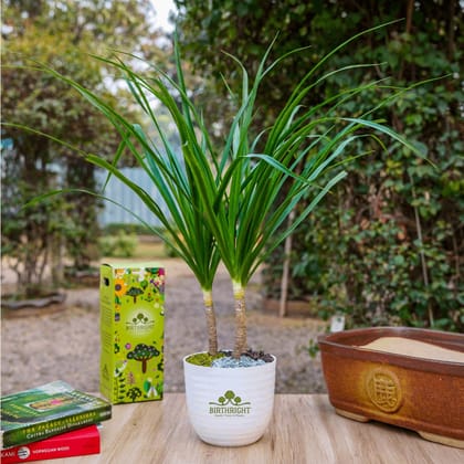 Birthright || Dracaena || Plant Birthright || Dracaena || Plant