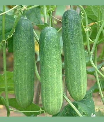 Kraft Seeds Cucumber F1 Hybrid Seeds