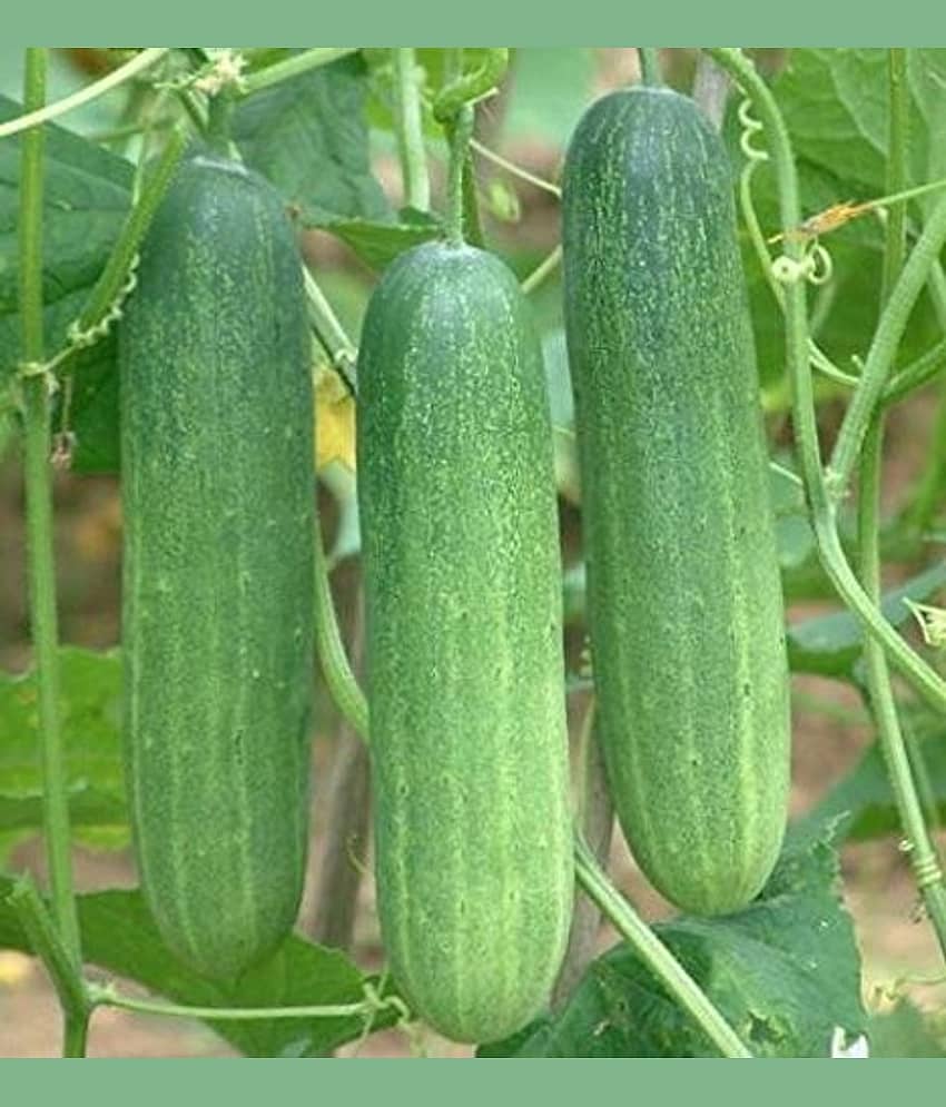 Kraft Seeds Cucumber F1 Hybrid Seeds