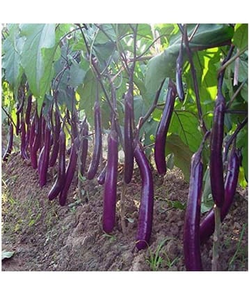 Long Purple Brinjal ( Best Quality Seeds ) - 100 Seeds Per Pack