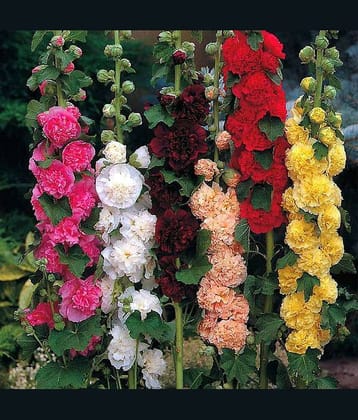 Hollyhocks Dwarf Mixed Flower Seeds (Pack of 30+ Seeds) WITH SOIL AND MANUAL