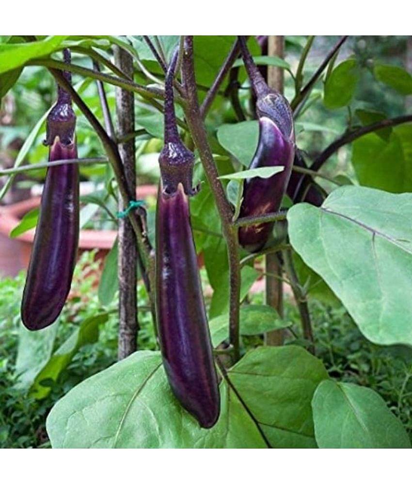 CLASSIC GREEN EARTH - Brinjal Vegetable ( 100 Seeds )