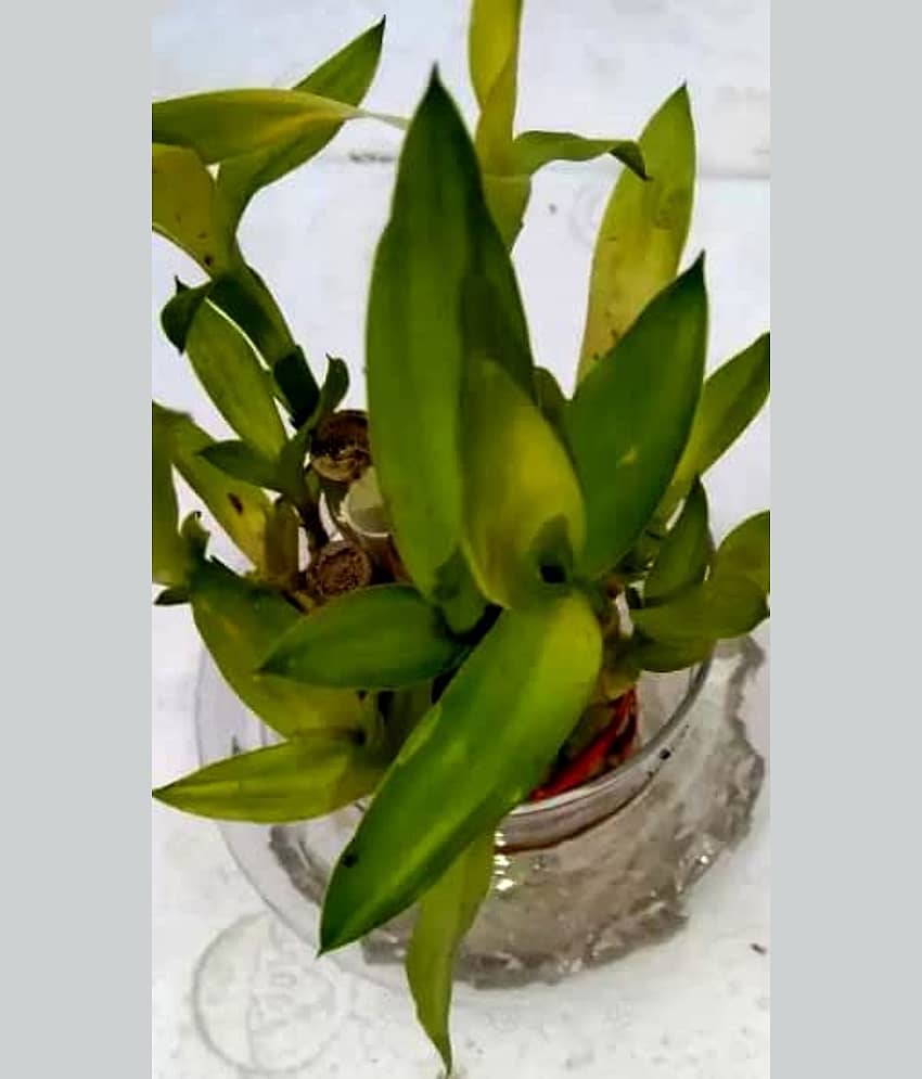 Green plant indoor - Green Wild Artificial Flowers With Pot ( Pack of 1 )