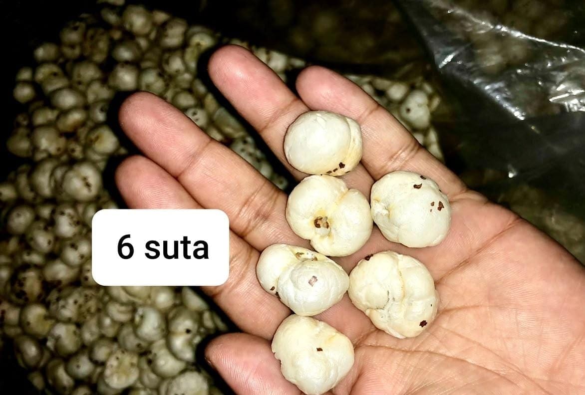 Premium Quality 6 Suta Fox Nuts (Makhana) | Crunchy & Nutritious | Healthy Snacking