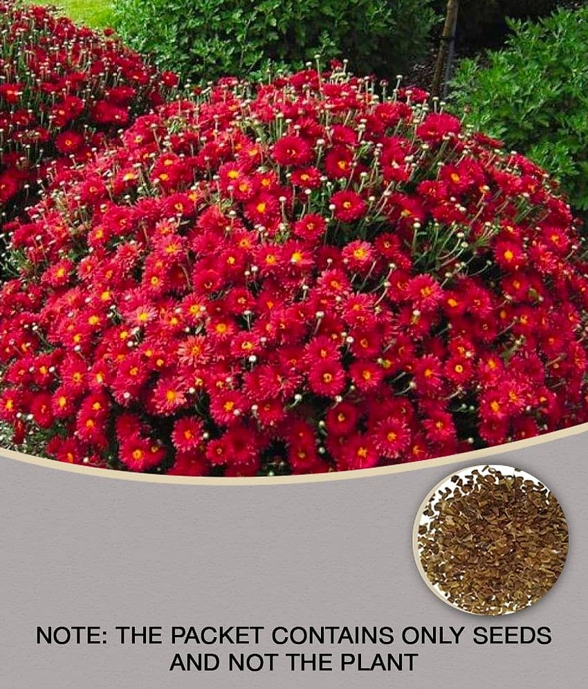 homeagro - Indian Chrysanthemum Mixed Flower ( 50 Seeds )
