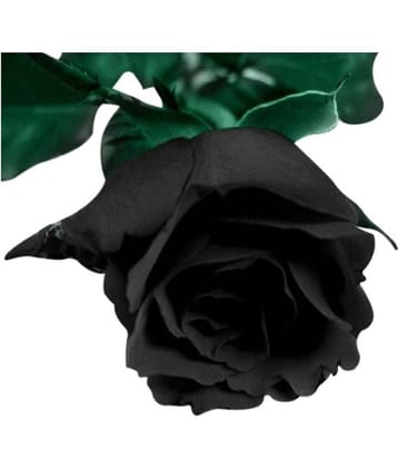 Nema Blood Black Rose Flower Seed - 50 pcs