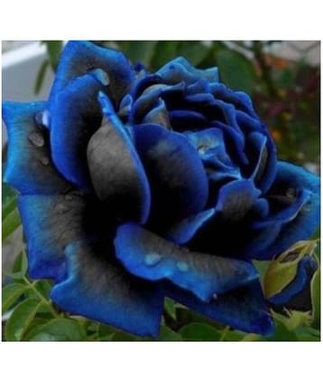 Nema Midnight Supreme Rose Bush Flower Seeds - 50 Seeds
