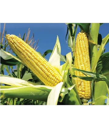 CLASSIC GREEN EARTH - Corn Vegetable ( 200 Seeds )