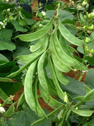 Flat Beans Seed Pack Of  30
