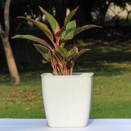 White dotted Nova Galaxy Pot-White / 4 Inch / Pack of 2