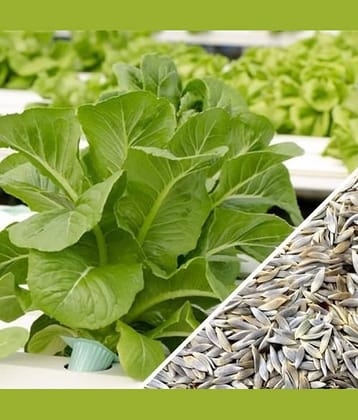 Vegetable Seeds Lettuce Green ​Seeds - Lettuce Green ​Seeds Leaf Vegetable Plant Seeds Home Garden Seeds